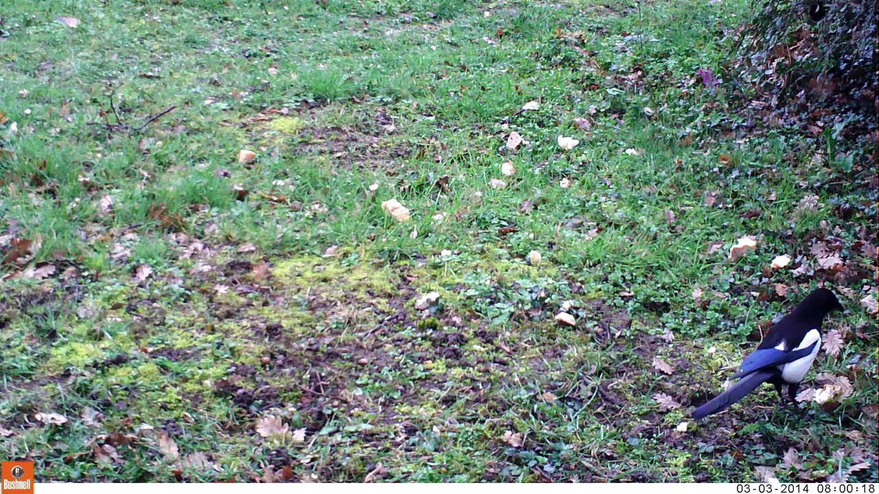 Après les geais, la pie bavarde