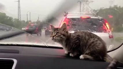 Mit dem Kätzchen auf Tour