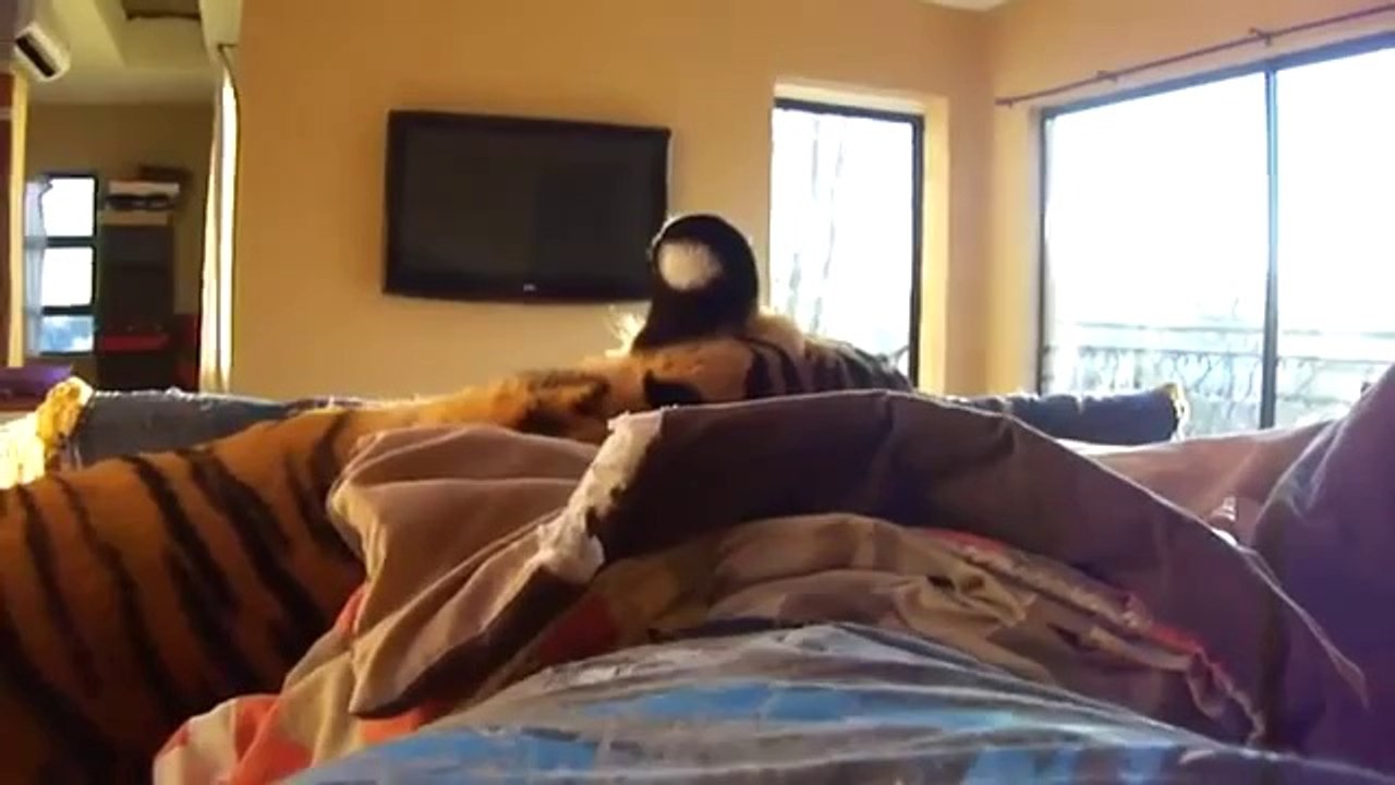 Mit einem ausgewachsenen Tiger im Bett