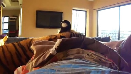 Mit einem ausgewachsenen Tiger im Bett