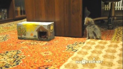 Mit Katzen hat man immer Spaß!