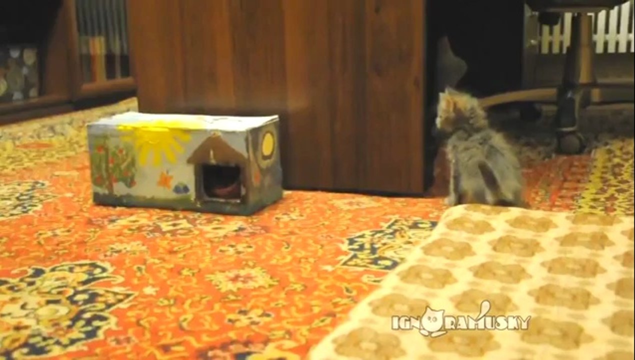 Mit Katzen hat man immer Spaß!