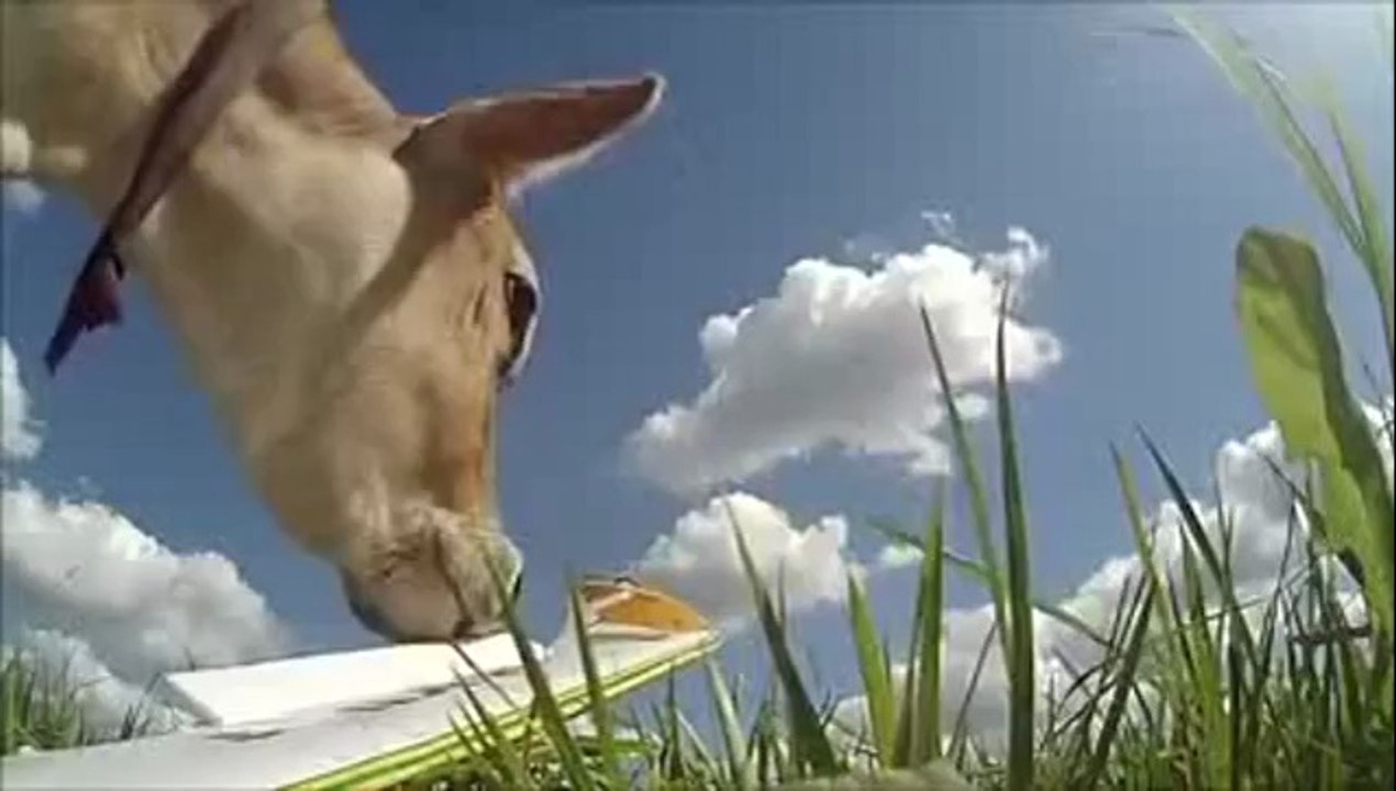 Modellflugzeug-Absturz nimmt ein witziges Ende