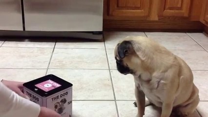 Mops in der Box