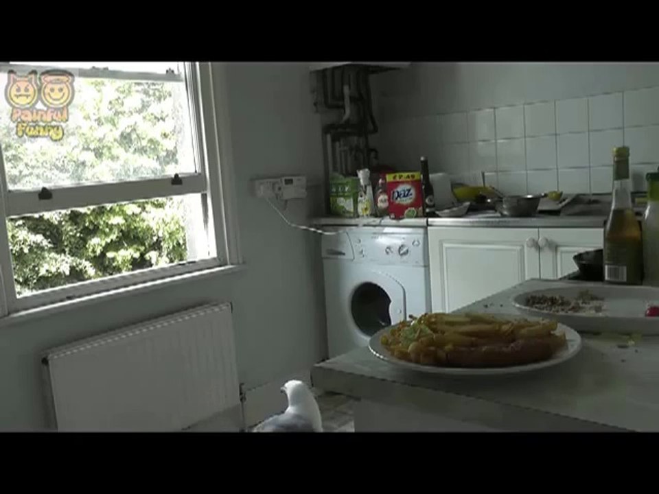 Möwe lädt sich selbst zum Essen ein
