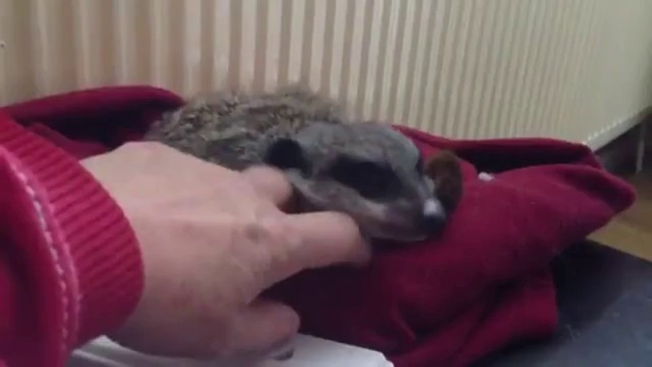 Müdes Erdmännchen fällt in den Schlaf