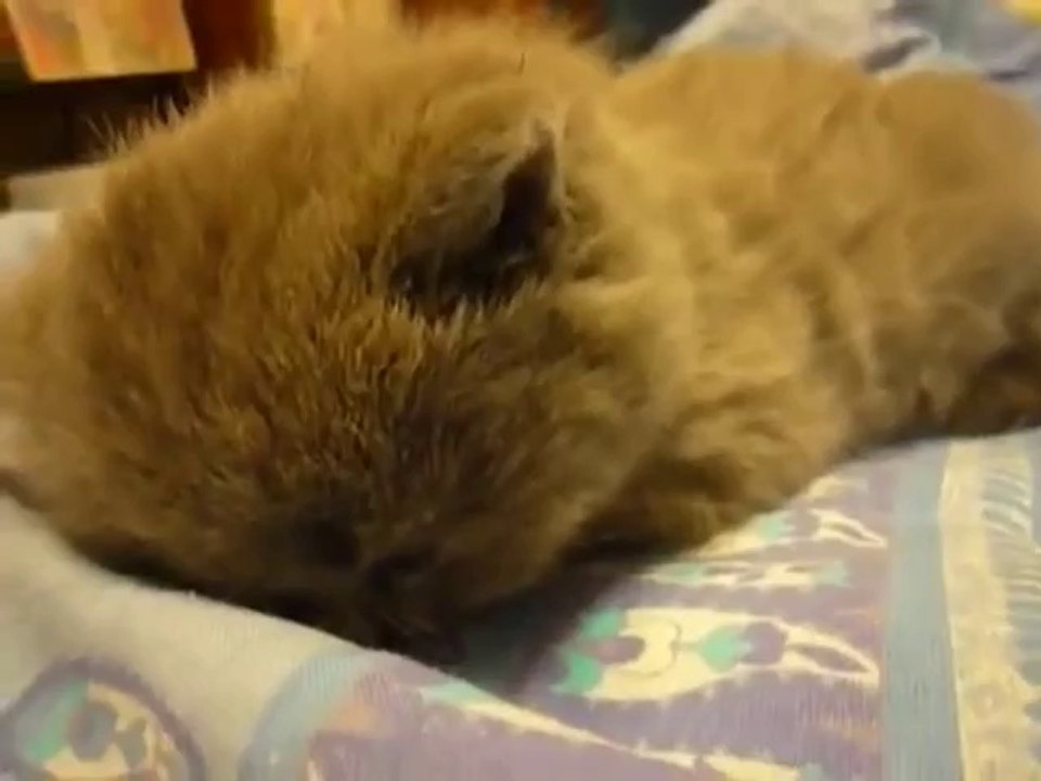 Müdes Kätzchen lässt einfach den Kopf fallen