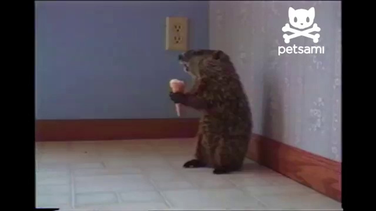 Murmeltier genießt ein Eis