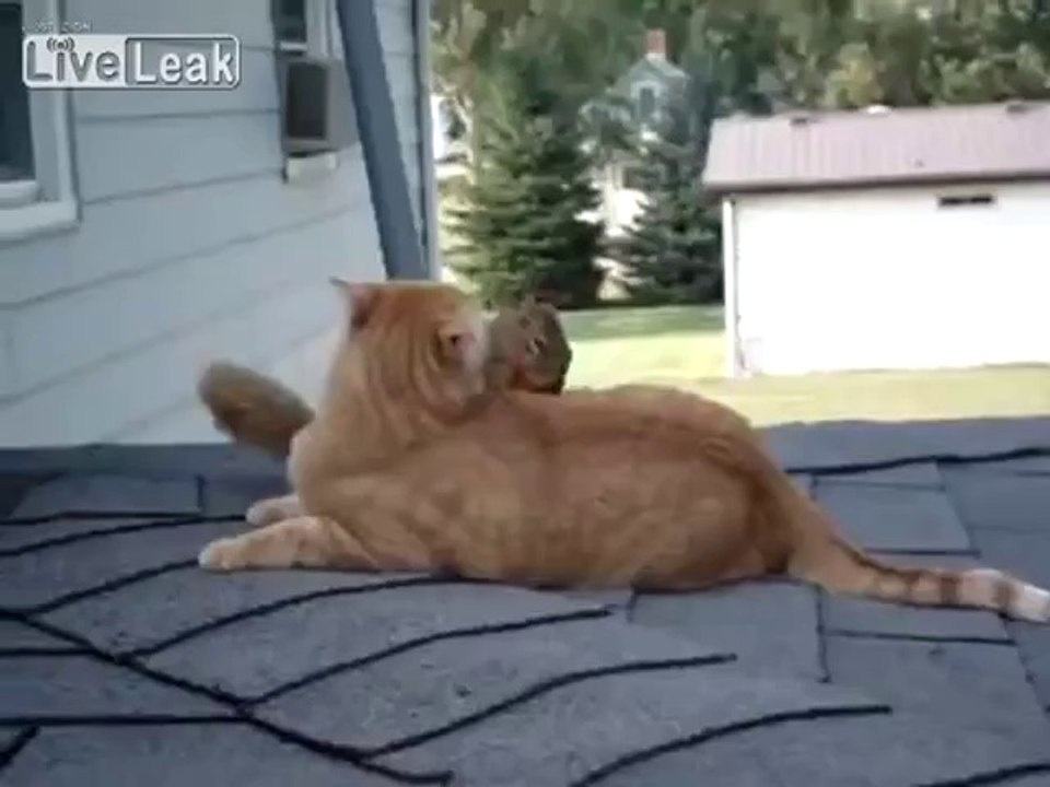 Mutiges eichhörnchen spielt mit einer katze