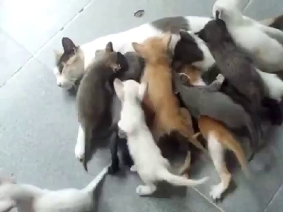 Mutter von 16 Katzenbaby's