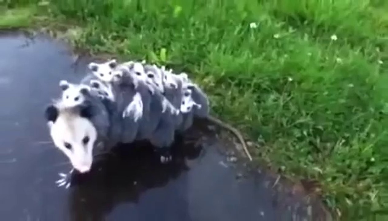Mutterliebe  Opossum trägt 15 Baby's auf ihr Rücken