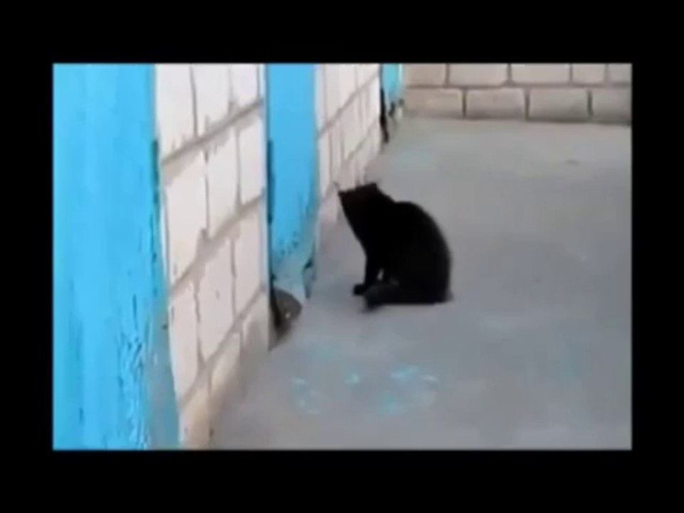 Nette Katze hilft einem Hund zu entkommen