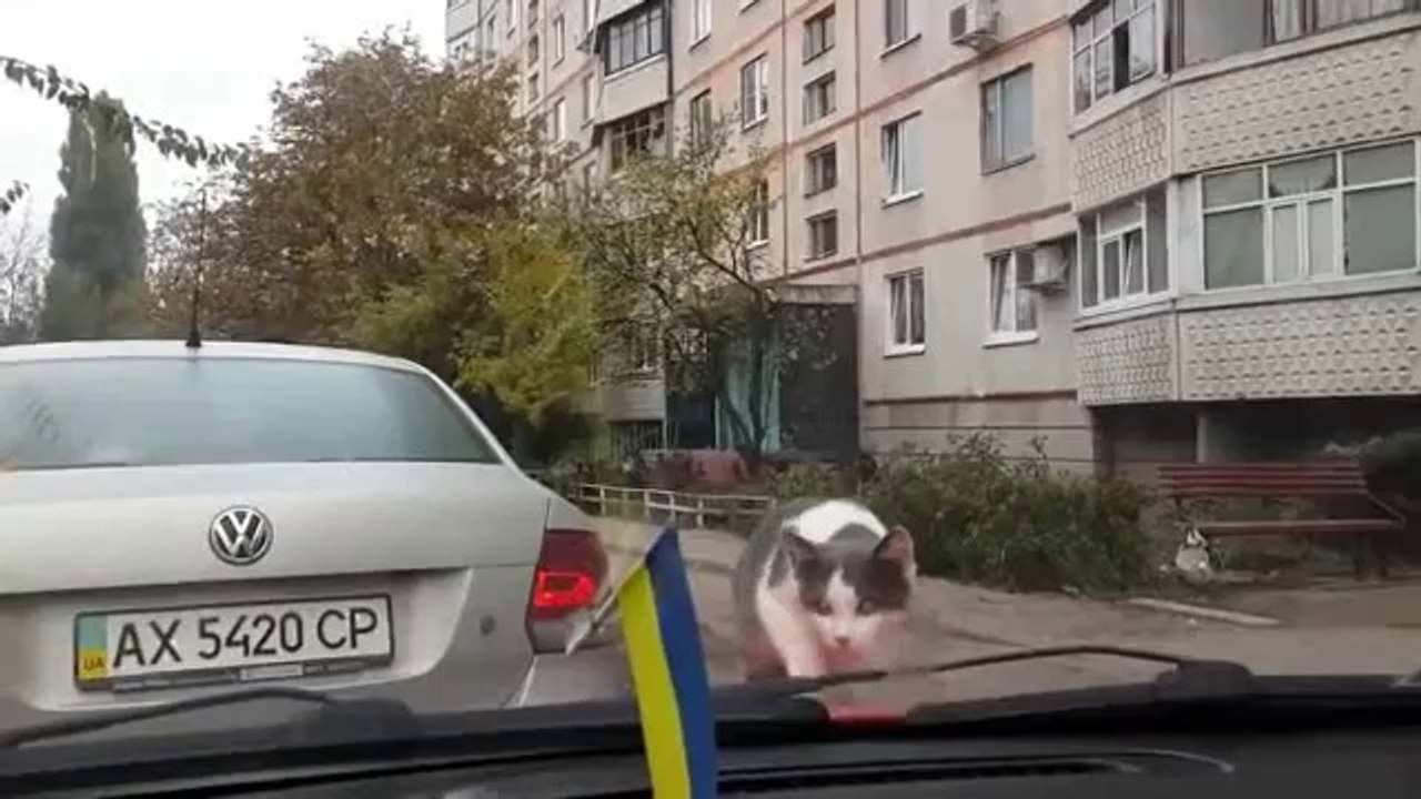 Neugierige Katze VS Scheibenwischer