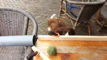 Nie wieder einen Tennisball werfen