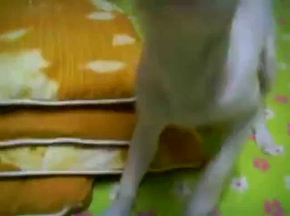 Ninja Hündchen hasst es gefilmt zu werden