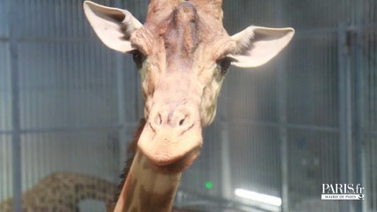 Derniers préparatifs avant l'ouverture du zoo de Paris