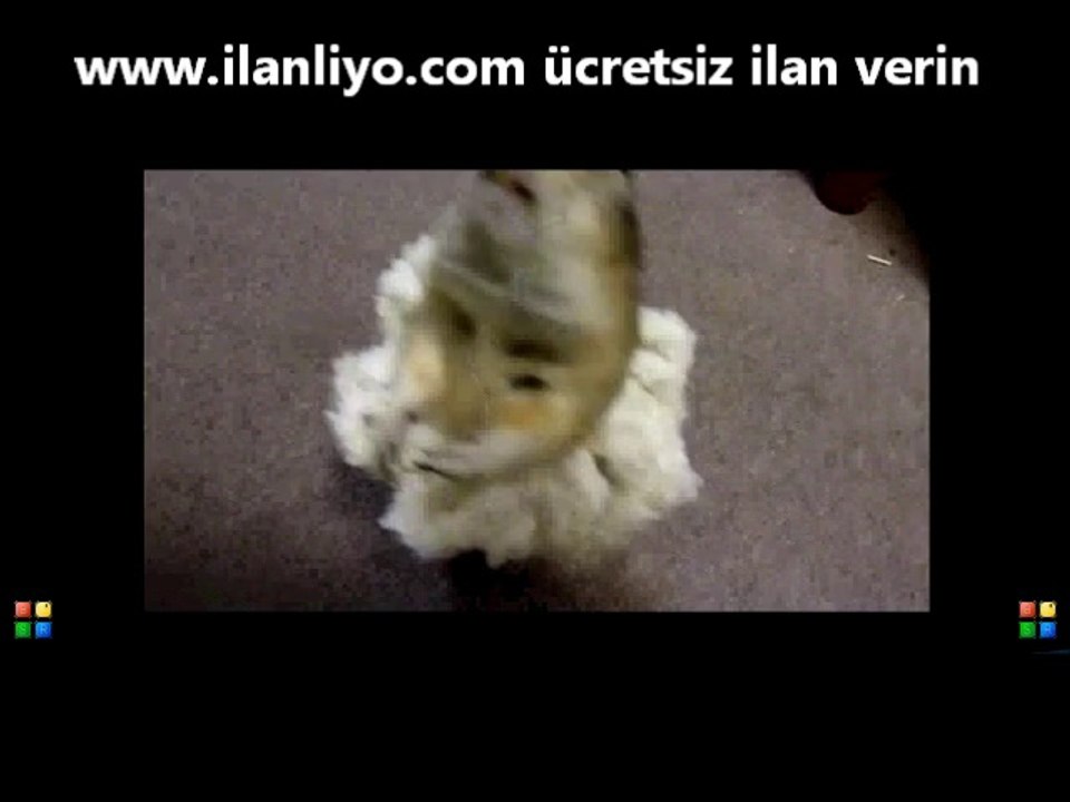 Balerin Hamster