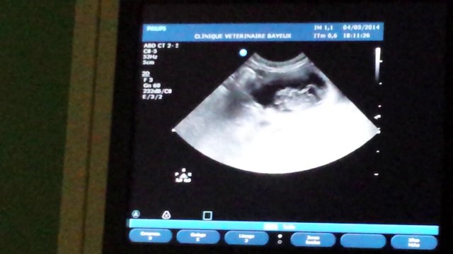 ECHOGRAPHIE chatons maines coon 28 jours