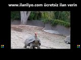 Denge Ustası Kaplumbağa