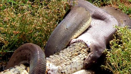 Snake Swallows Full Grown Crocodile, Because Australia