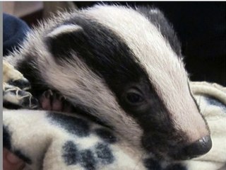 BBC Radio 4 - Today 28Feb14 on the badger cull