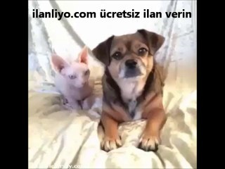 En Komik ve Sevimli Hayvan Videoları 🐾 - Gülmekten Karnınıza Ağrı Girecek!