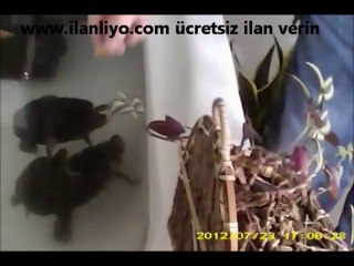 Su Kaplumbağası Nasıl Beslenir