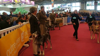 BRAQUE ALLEMAND AU SALON DE L'AGRICULTURE 2014