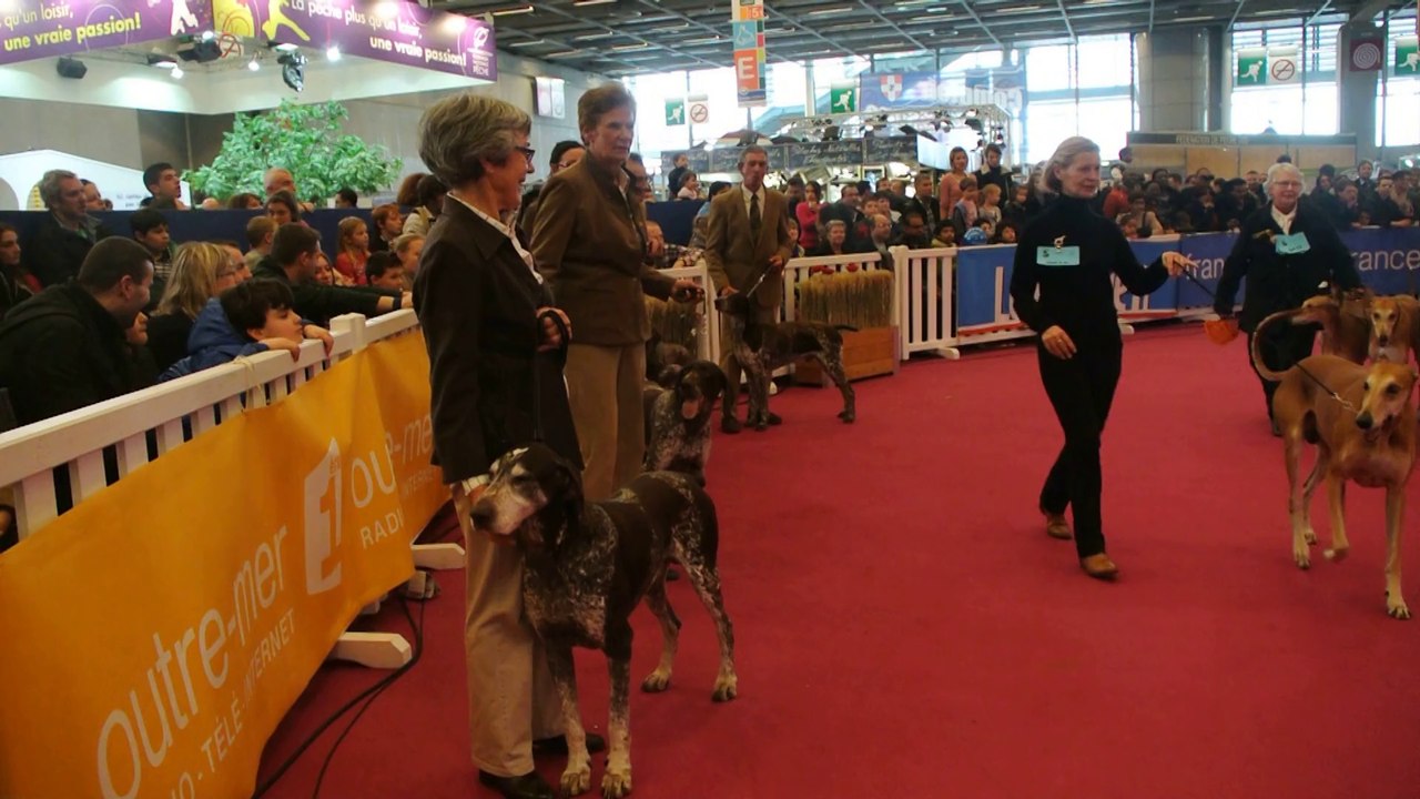 BRAQUE ALLEMAND AU SALON DE L'AGRICULTURE 2014