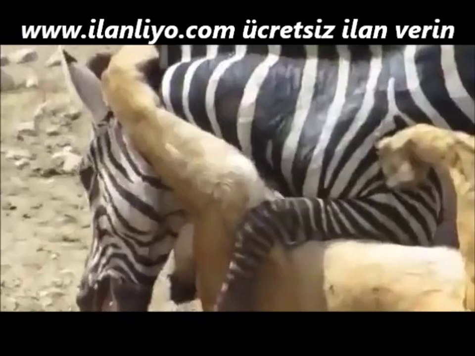 Zebra Aslanı Isırdı