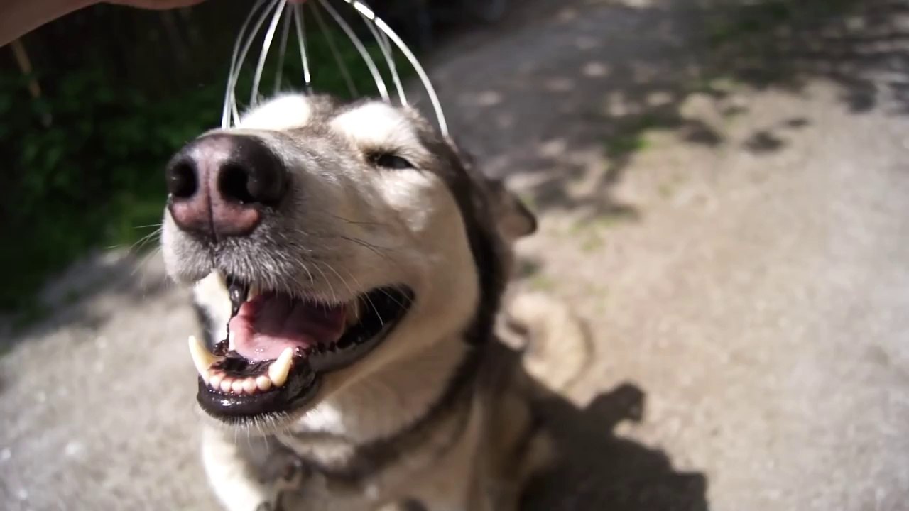 Silver And The Head Massager