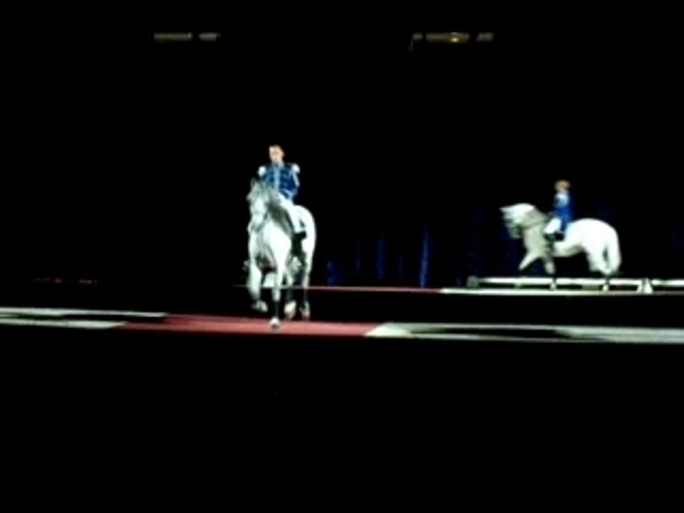 Lipizzaner Mounted Levade
