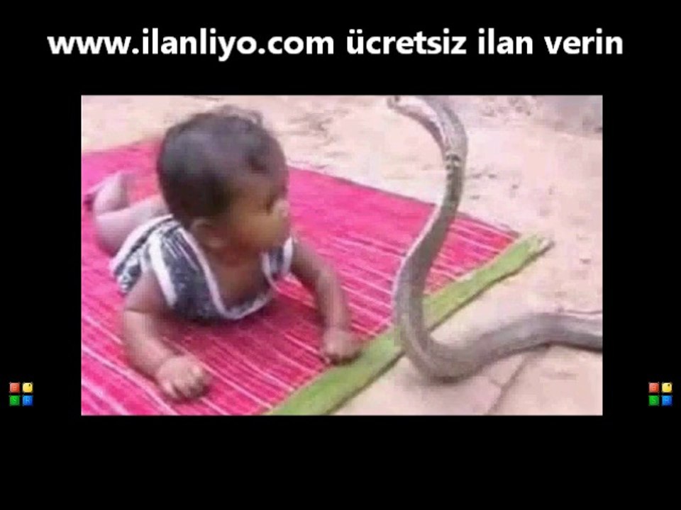 Kobra ve Bebek Kavgası