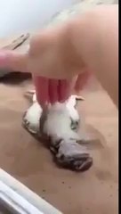 Lizard Likes His Belly Rubbed