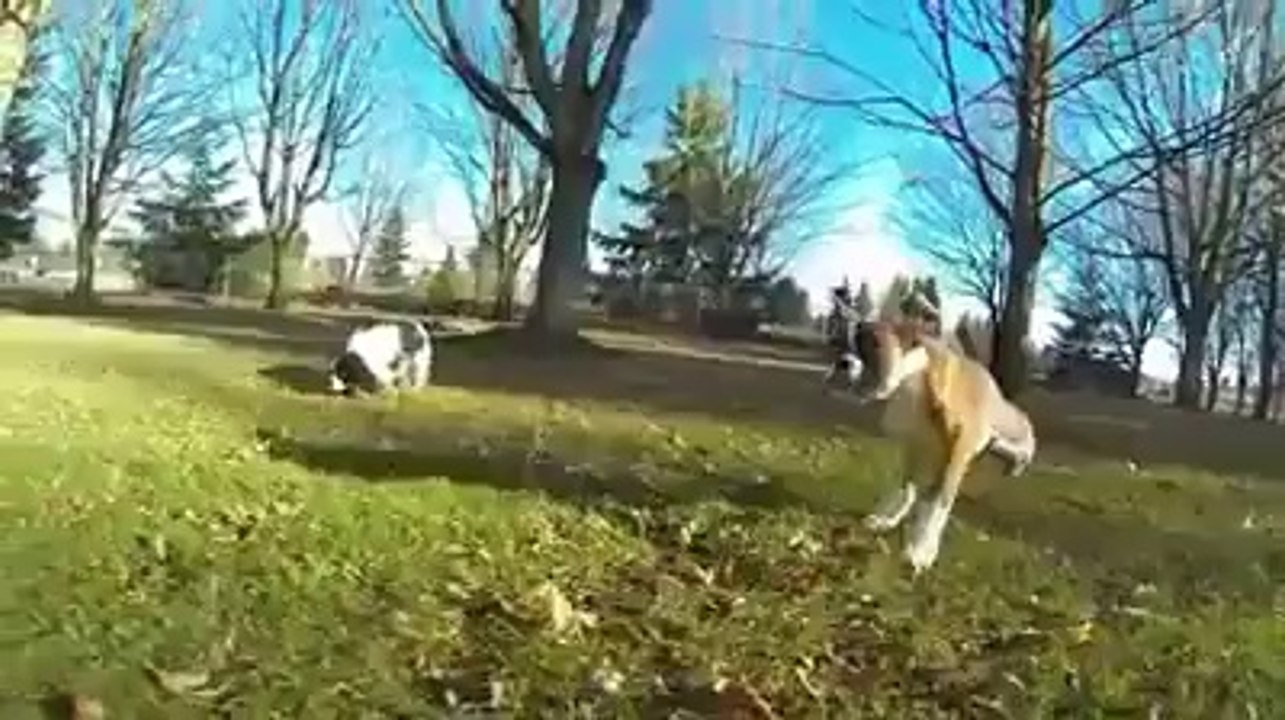 This dog lost 2 legs, could you imagine