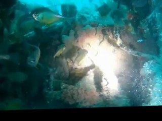 Diving Nelson Bay Plane Wreck