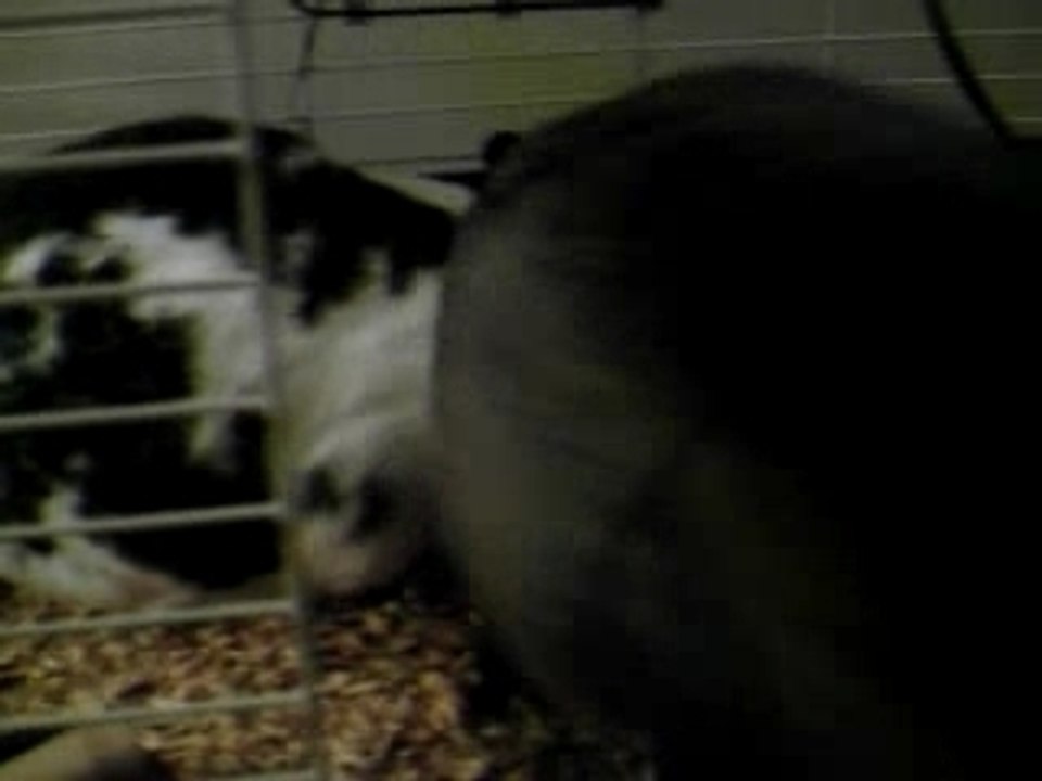 Rabbits Love Printer Cables