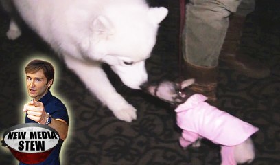 THE CUTEST DOGS & ADORABLE CATS: Yappy Hour Adopt-A-Pet
