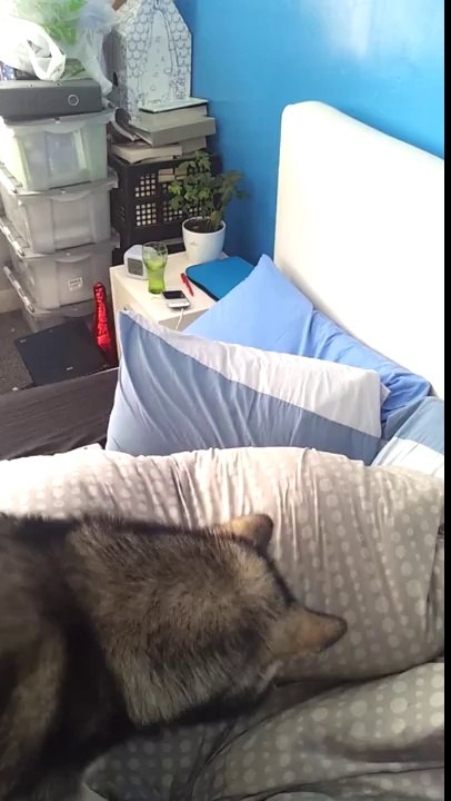 Se faire réveiller par son chien : Chien + Laser = gros réveil