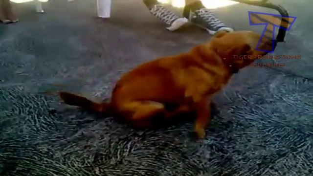 Des chiens marrants et débiles - Compilation hilarante d'animaux!