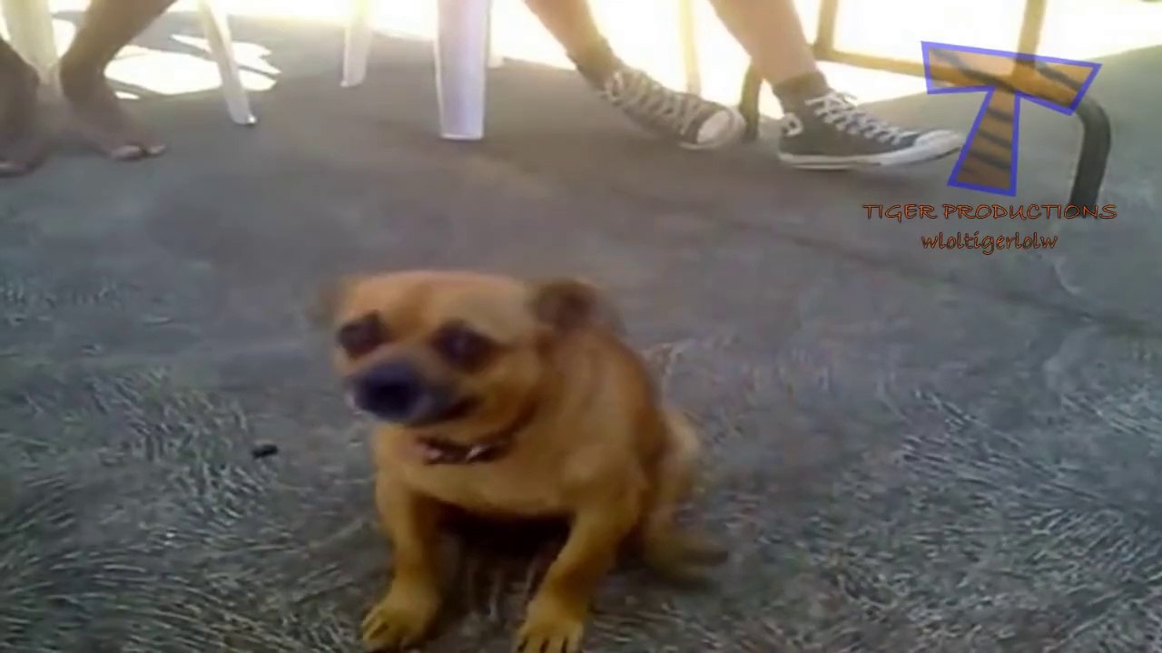 Funny dumb dogs - Cute and funny dog fail compilation