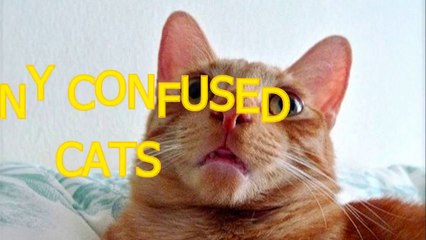 Download Video: Cute cats feel confused - Funny cat compilation