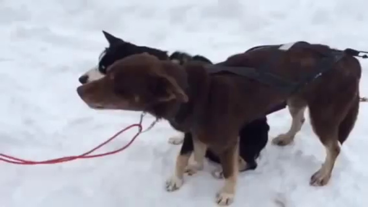 The Blah Blah Dog