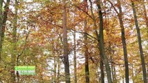Dynamique des forêts du Parc naturel régional des Vosges du Nord