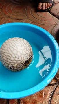 Şişen Balon Balık