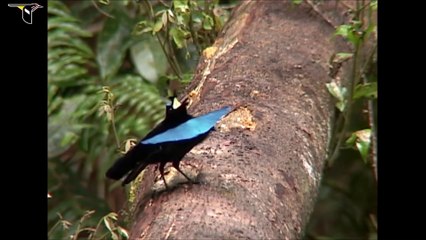 ° Oiseaux du Paradis °