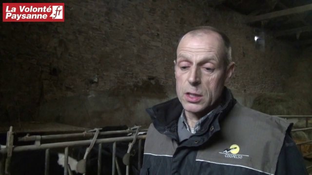 Bovins lait : plan lacté simplifié génisses