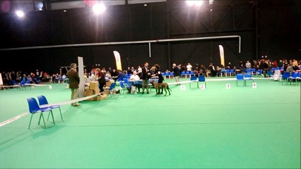 exposition canine  douai 2014 dogo canario camacho spalato bull