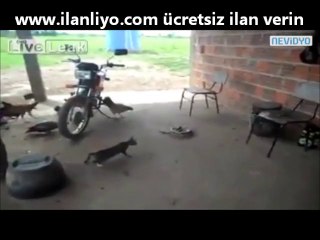 Kedinin Aklını Aldılar