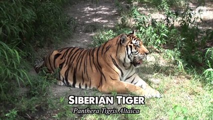 Lions - A Species Under Threat